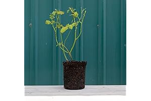 Heirloom Roses: Nurturing the Graceful Pink Peace Rose