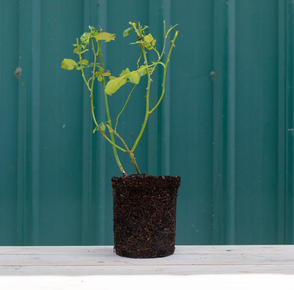 Heirloom Roses Rose Plant - Limoncello™ Yellow Rose Bush, Shrub Live Plant for Planting Outdoors