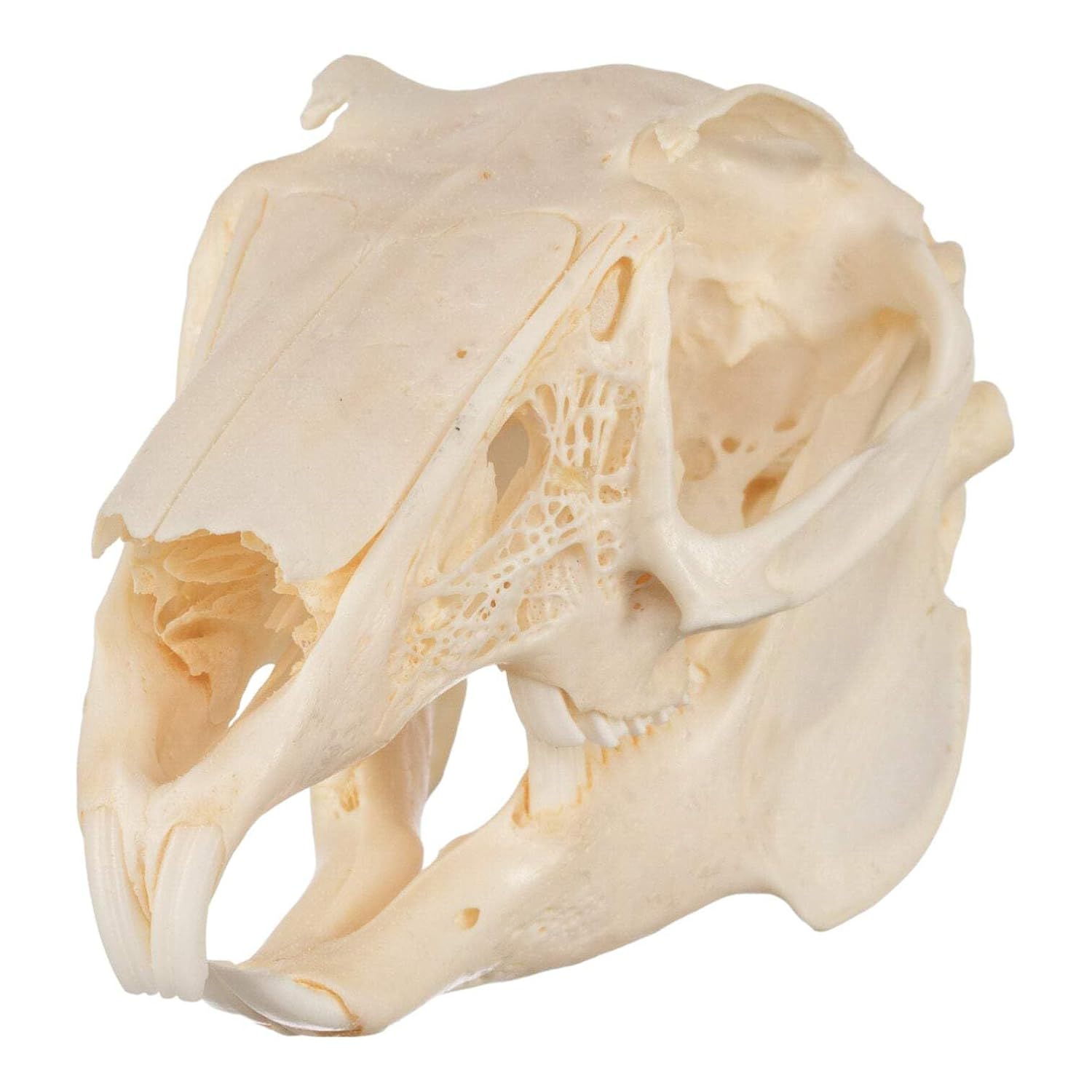 Skulls Unlimited Real Jackrabbit Skull B Quality