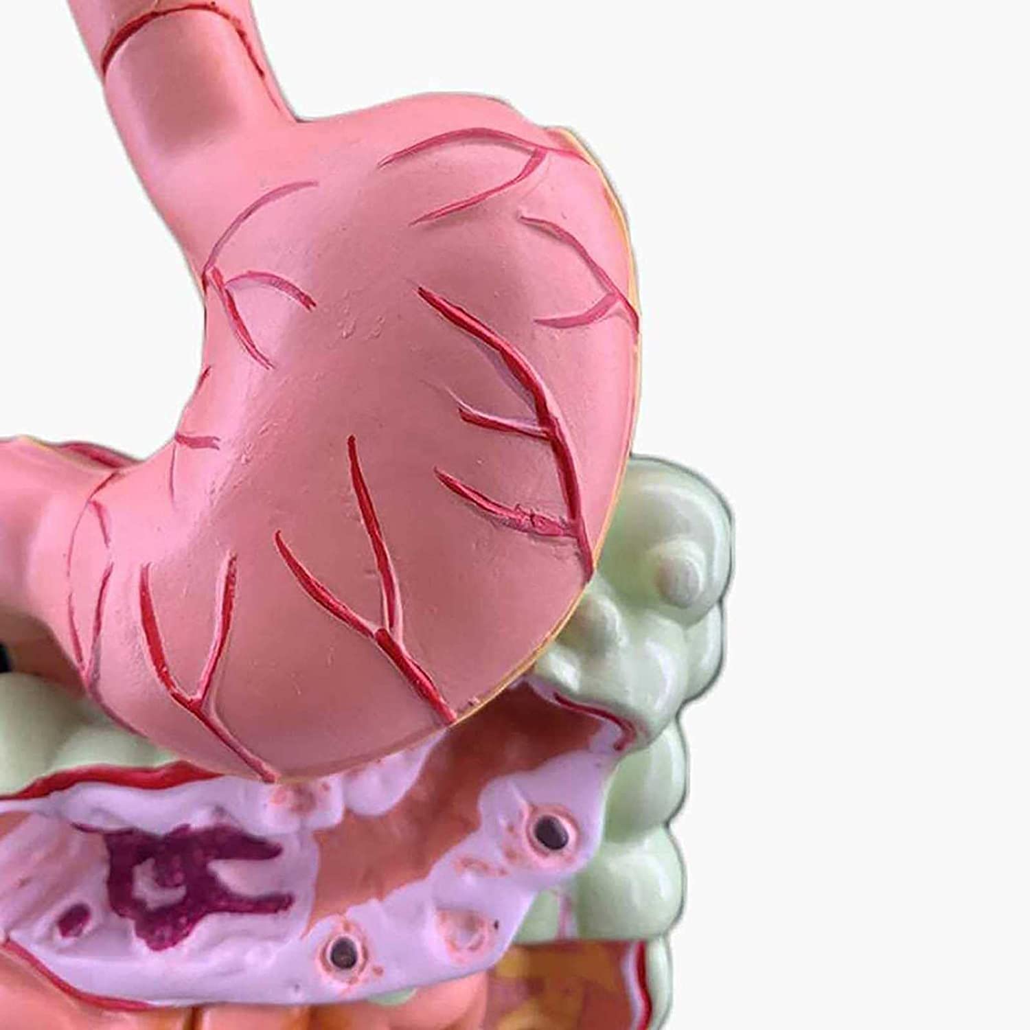 Modello intestinale colorettale Modello autonomo di digestione Umana, intestino crasso e Due organi rettali e duodenali e intestinali. Anatomia gastrointestinale Speciale Medica