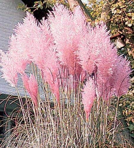 Ornamental Grass Seed - Cortaderia Pampas Grass Selloana Pampas Pink jocad (50 Seeds)