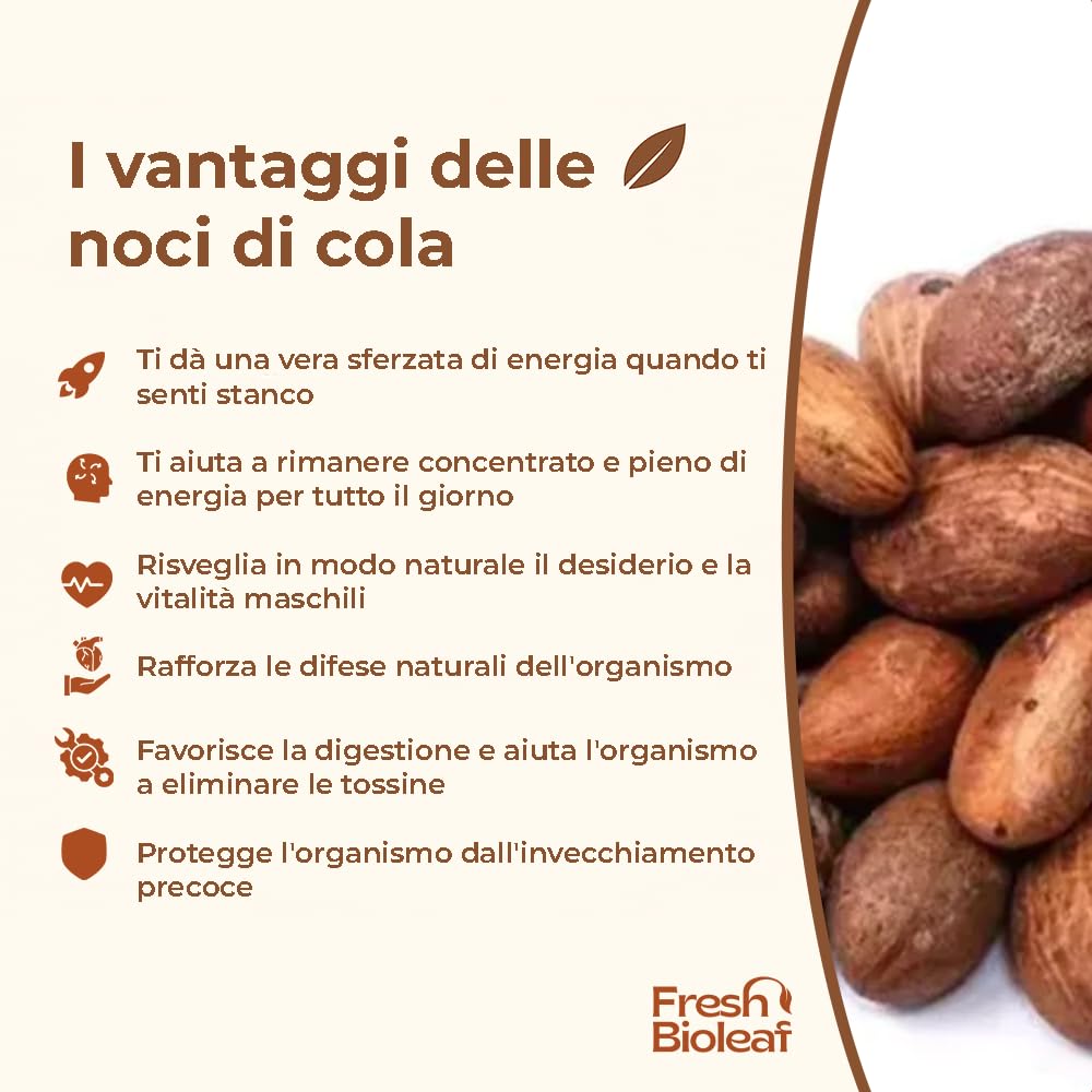 Kleine Cola frisch unter Vakuum – Bitter Kola pur – Garcinia Kola – 100% natürlich – Energie, Vitalität, Verdauung – Herkunft Kongo – Ngadiadia – rein – Premium Qualität (200g)