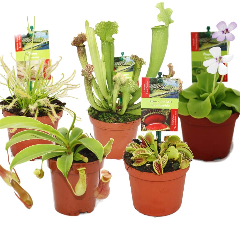 Pack de 5 Plantas Carnívoras en Maceta Pequeña Plantas Vivas