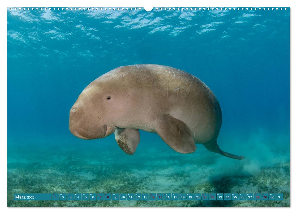 Tauchen, Fische und Meer (hochwertiger Premium Wandkalender 2026 DIN A2 quer), Kunstdruck in Hochglanz: Unterwasserimpressionen