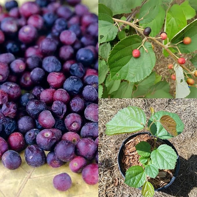 Image of Phalsa Live Plant | Fruit Bearing Tree | Healthy & Easy to Grow Plant for Home, Terrace & Outdoor Gardening | Pack of 1