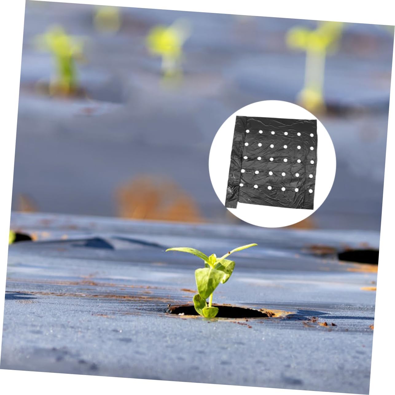 Toyvian 2pcs Pe Mulching Film for Agricultural Use Perforated Design for Optimal Ventilation and Insulation Durable Soil Covering for Enhanced Growth and Nutrient Retention