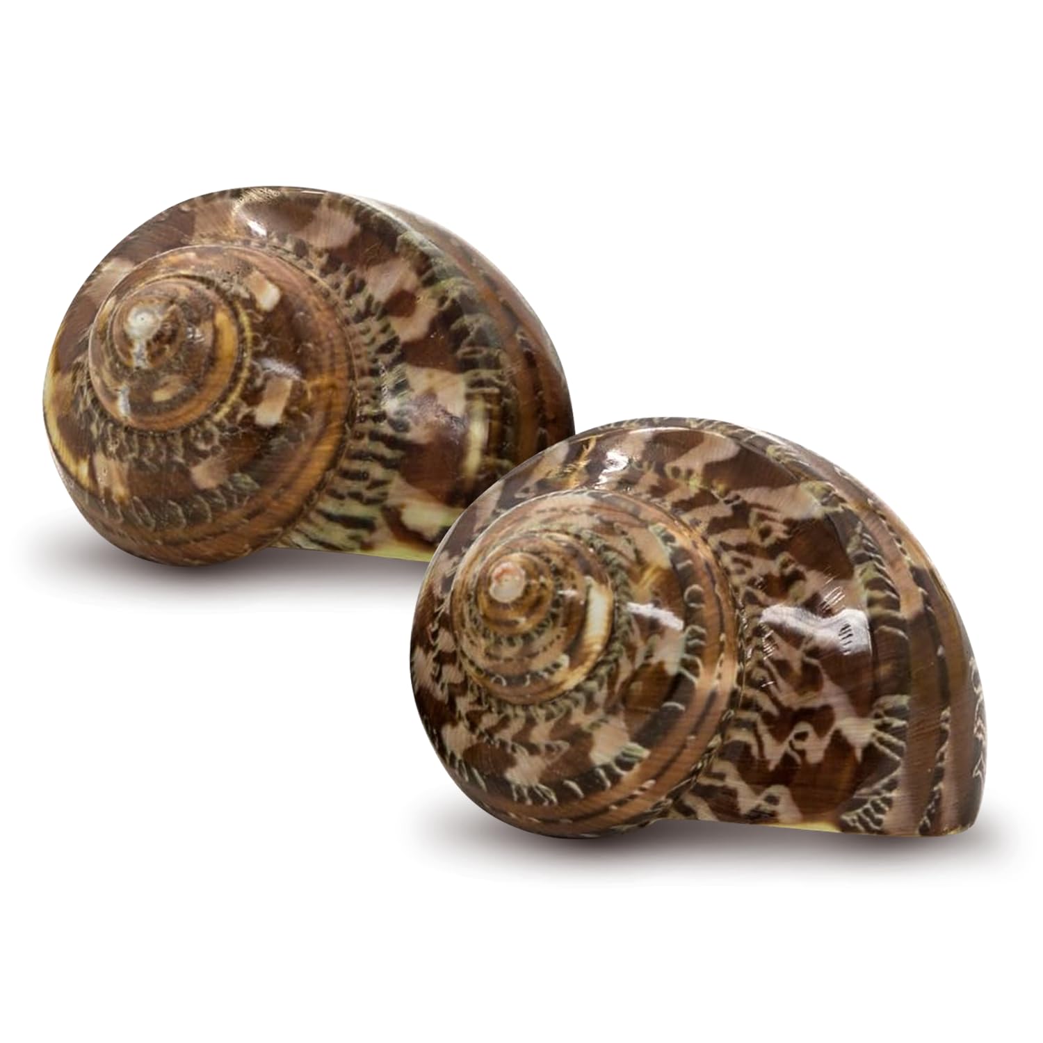 Hermit Crab Shells - Turbo Shells for Decor & Crafts -1