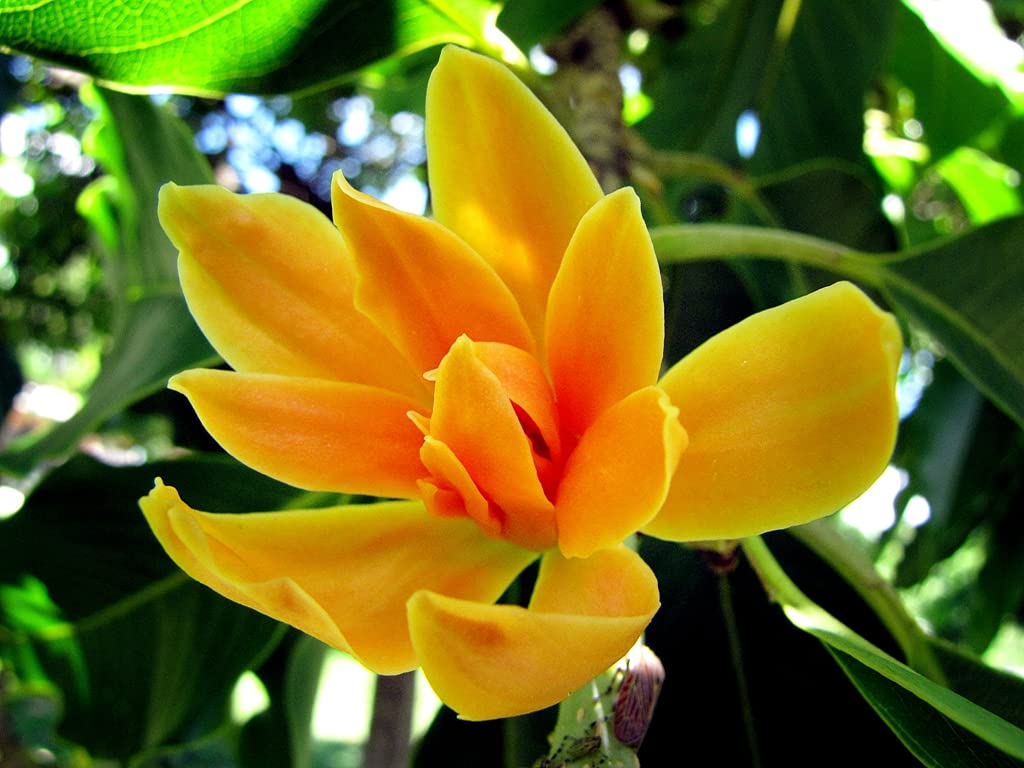 See full amazon price history chart for CooPany® செண்பக பூ செடி / செண்பக பூ மரக்கன்று 1 Healthy Live Plant With Safe & Secure Packing CooPany® செண்பக பூ செடி / செண்பக பூ மரக்கன்று 1 Healthy Live Plant With Safe & Secure Packing (B09B2PZQZS) Amazon Price History, Amazon Price Tracker