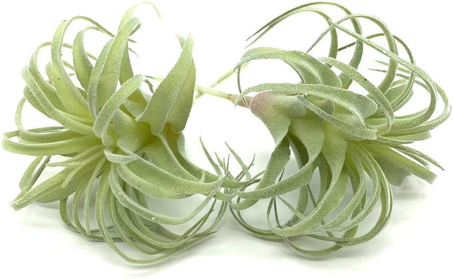 EBUYOM 2 PCS Artificial Succulents Plants Real Touch Lifelike Succulants Plants Faux Greenery Plants Garden DIY Home Office Decoration Ornament (Flocking Air Plant)