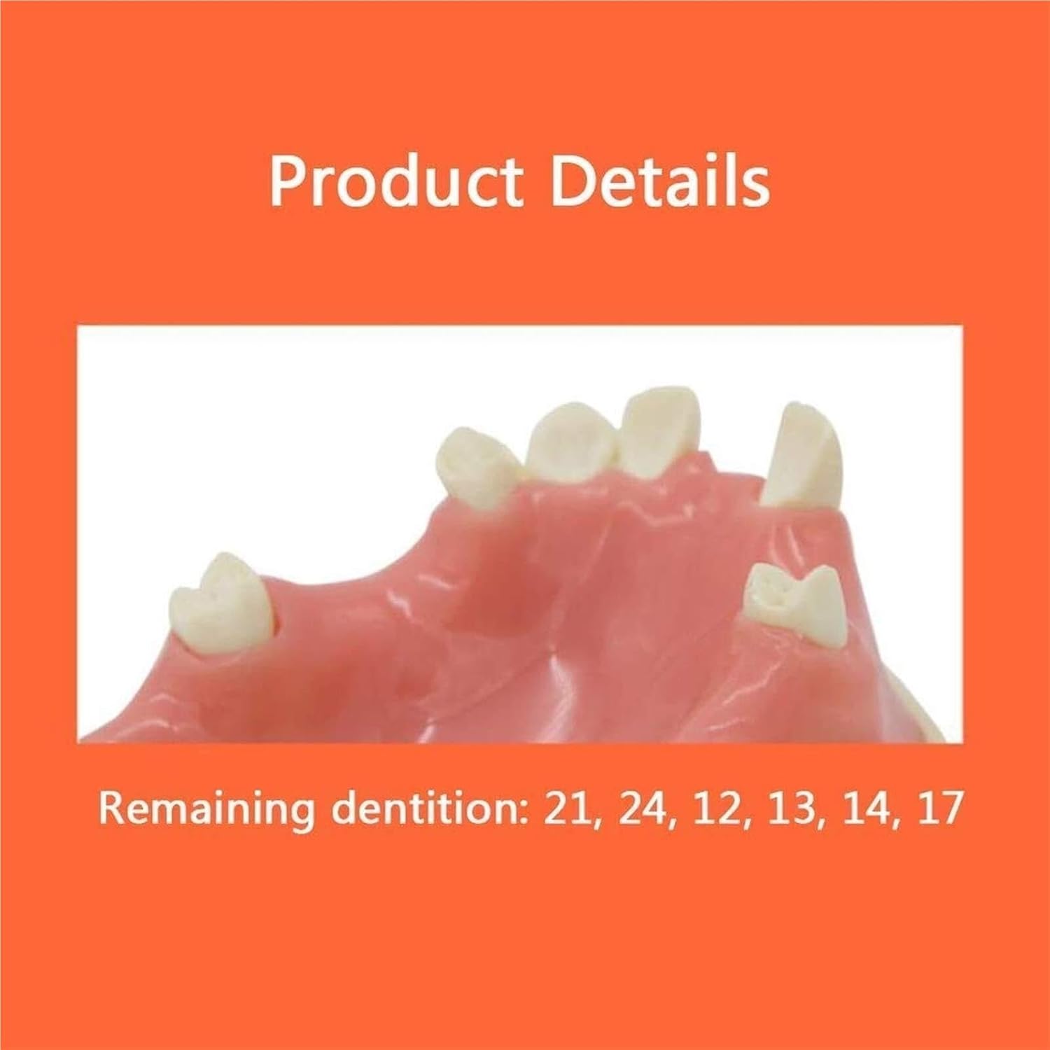 Human Skeletal Anatomy Dental Model for Studying Oral Patient Education
