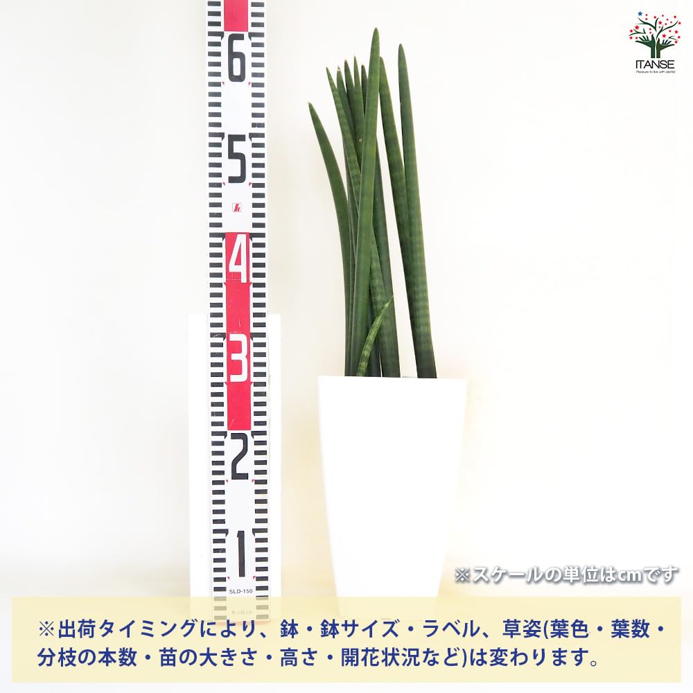 Amazon｜ITANSE サンスベリア スタッキー 7号 1個売り 観葉植物