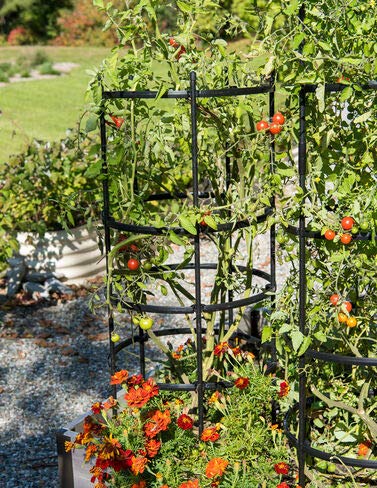 Gardeners Supply Company Titan Tomato Cages I Sturdy Steel Core Plant Support Trellis Cage Protection for Climbing Plants, Vegetable Garden & Tomato Support Rings | 19-1/2" D x 46" H (Set of 3)