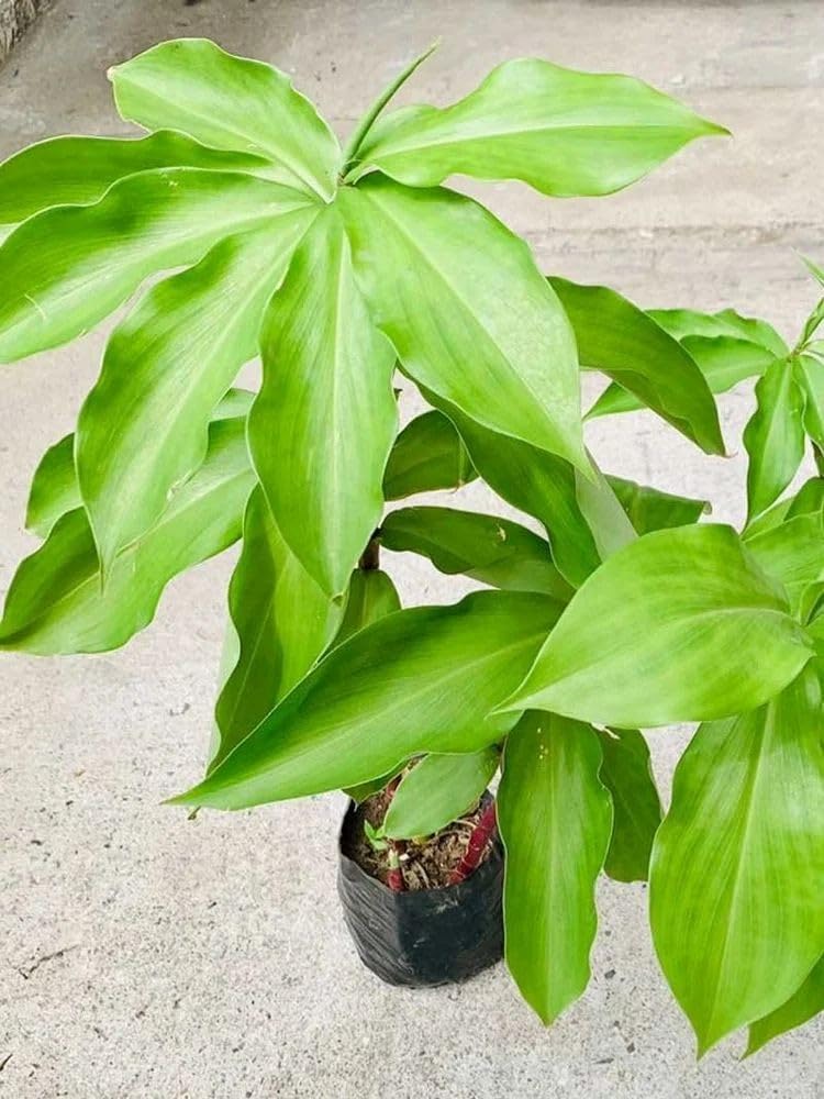 Original Insulin Live Plant for Diabetes/Live Medicinal/Costus Igneus/Ayurvedic Plants for Diabetes | Medicinal Leaves (Pack of 1) AR_170-image-11