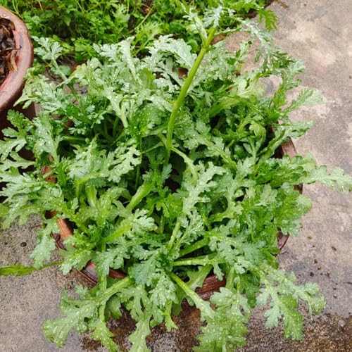 semillas de crisantemo comestibles, Comprar plantas de hortalizas de invierno. Semillas de crisantemo coronarium, semillas orgánicas hortalizas variedades antiguas plantas verdes, 350pcs