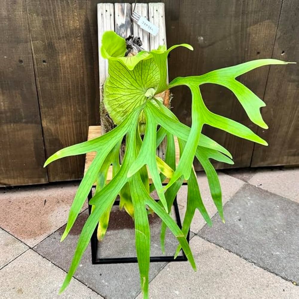 Amazon｜おしゃれ 観葉植物：ビカクシダ コウモリラン