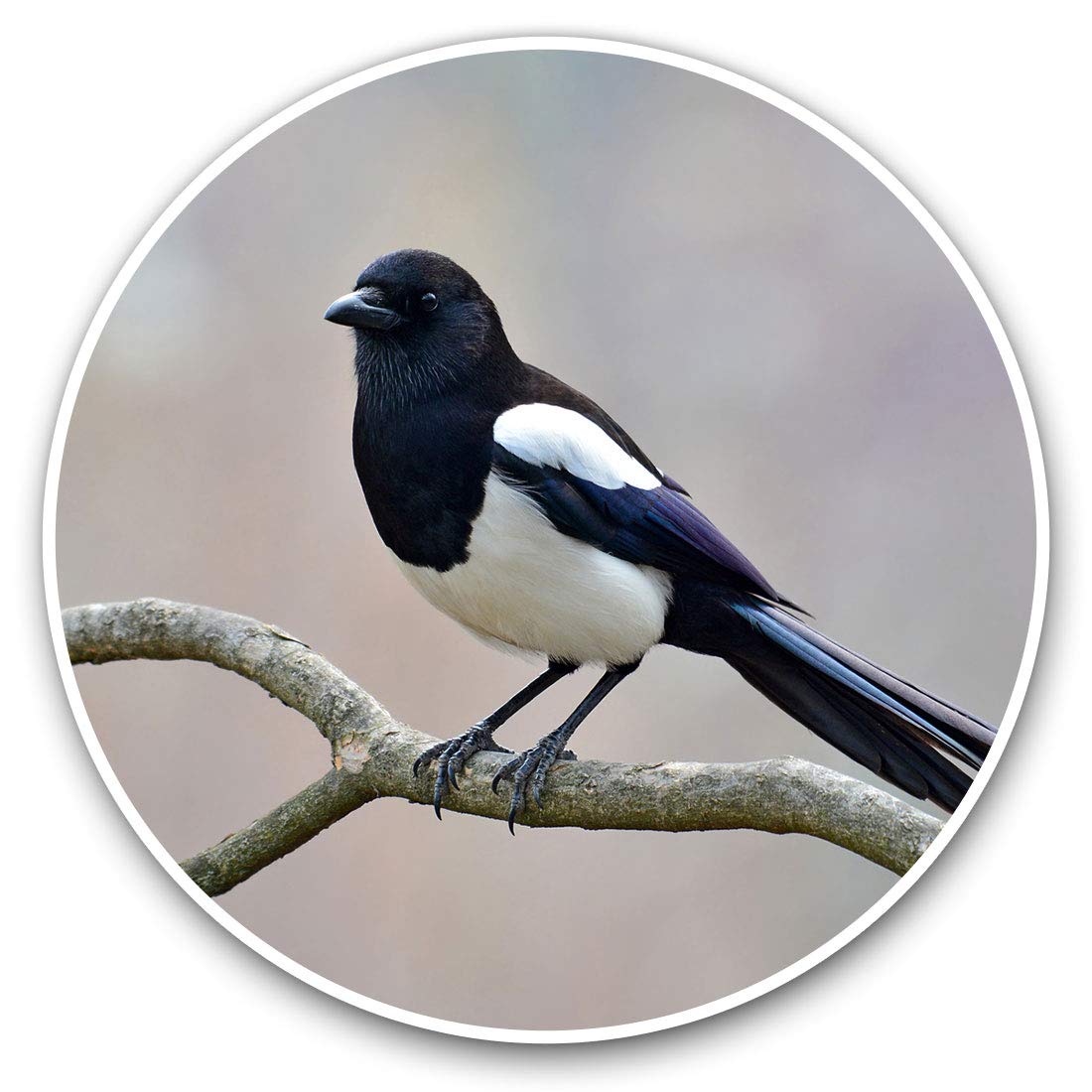 Vinyl Stickers (Set of 2) 10cm - Eurasian Magpie English Bird Decals for Laptops,Tablets,Luggage,Scrap Booking,Fridges, 14568