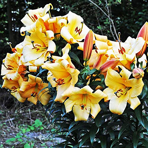 COOTO Garten Lilien Zwiebeln Winterhart Mehrjährig – Baumlilien Saltarello - Blumenzwiebeln Lilien – Blumen Deko für Garten und Balkon – Garten Lilien Pflanzen