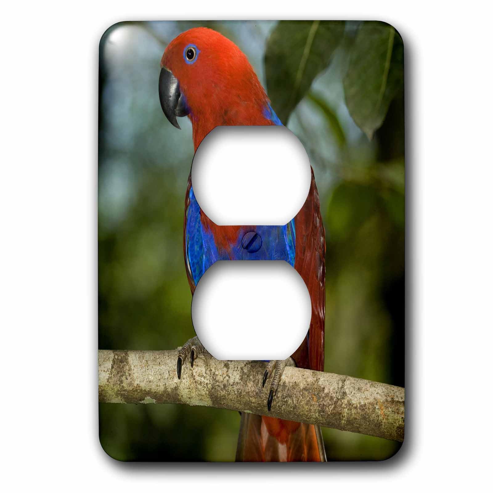 Papouasie-Nouvelle-Guinee Eclectus Parrot cache double prise murale decor oiseau