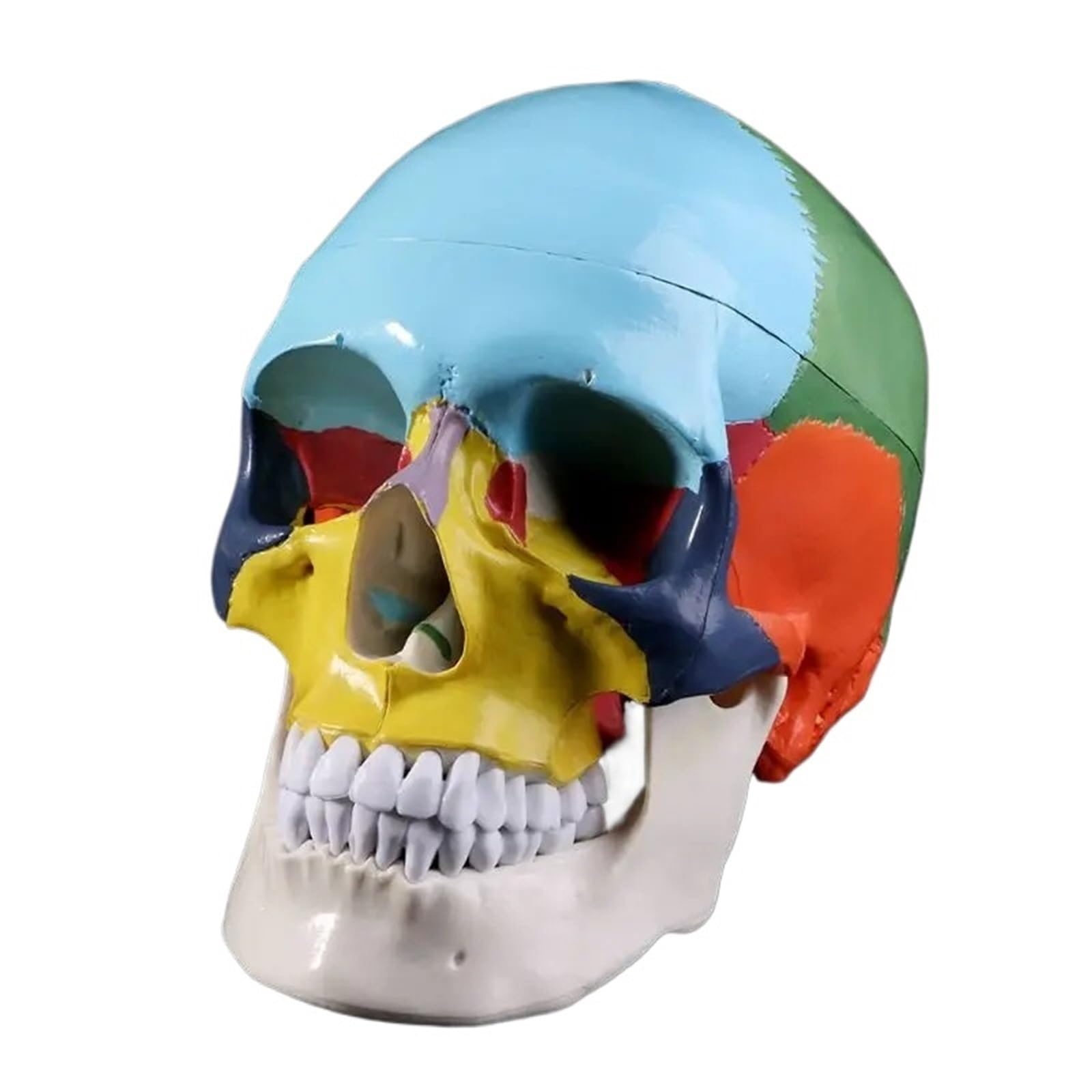 GTHTUHFD Life Size Colorful Human Skull Model Anatomy Medical Teaching Skeleto