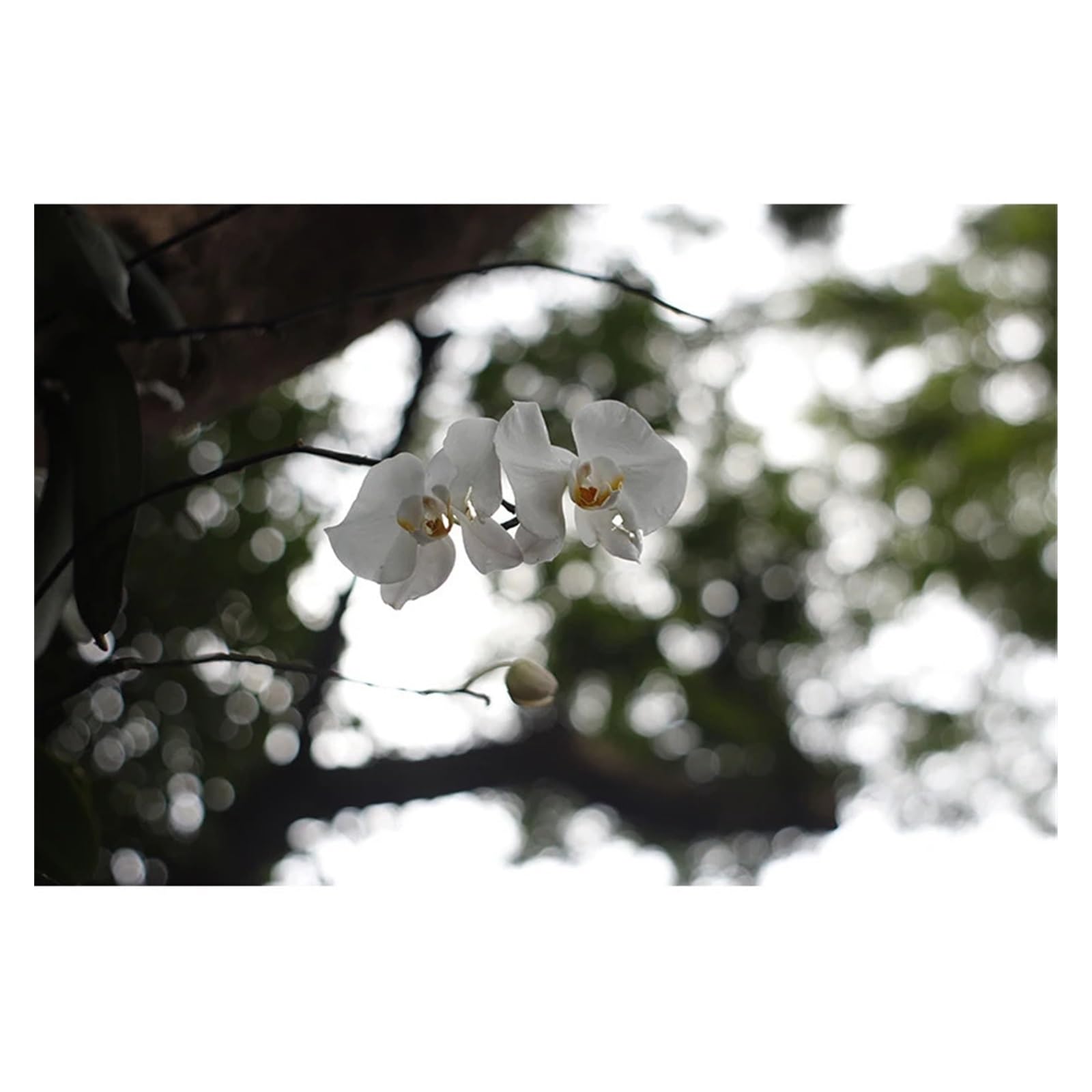 Compatibile con obiettivi a focale fissa full frame Canon, EOS EF, F1.7 V | Obiettivo manuale full frame F1.7 Gen V da 50 mm, ampia apertura, compatibile con innesto EF F(Package2,EF)