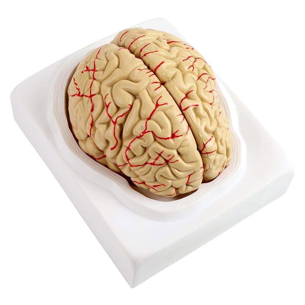 Buy Educational Anatomical Model Detachable Anatomical Human Brain