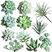 Succulents