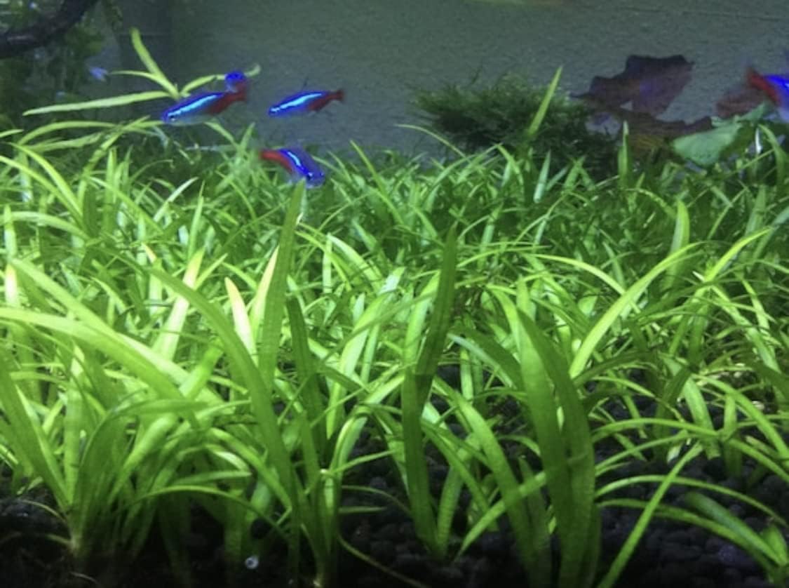 15x Dwarf Sagittaria Subulata Dwarf Sag Live Aquarium Plants Aquatic Carpet Plant Buy 2 GET 1FREE