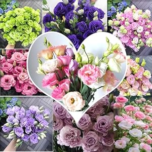 Orzech 1000PCS Eustoma Lisianthus Samen Mischung
