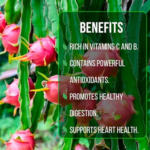 Dragon Fruit Edgar's Baby (4 Pack) | Real Live Fruit Plants for Sale | Rare Exotic Variety | Sweet Edible Fruit | Easy to Grow Live Plants for Organic Gardens. (Edgar's Baby) Dragon Fruit Edgar's Baby (4 Pack) | Real Live Fruit Plants for Sale | Rare Exotic Variety | Sweet Edible Fruit | Easy to Grow Live Plants for Organic Gardens. (Edgar's Baby)