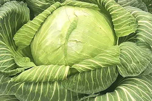 Paquete de semillas prémium de chucrut de col gigante