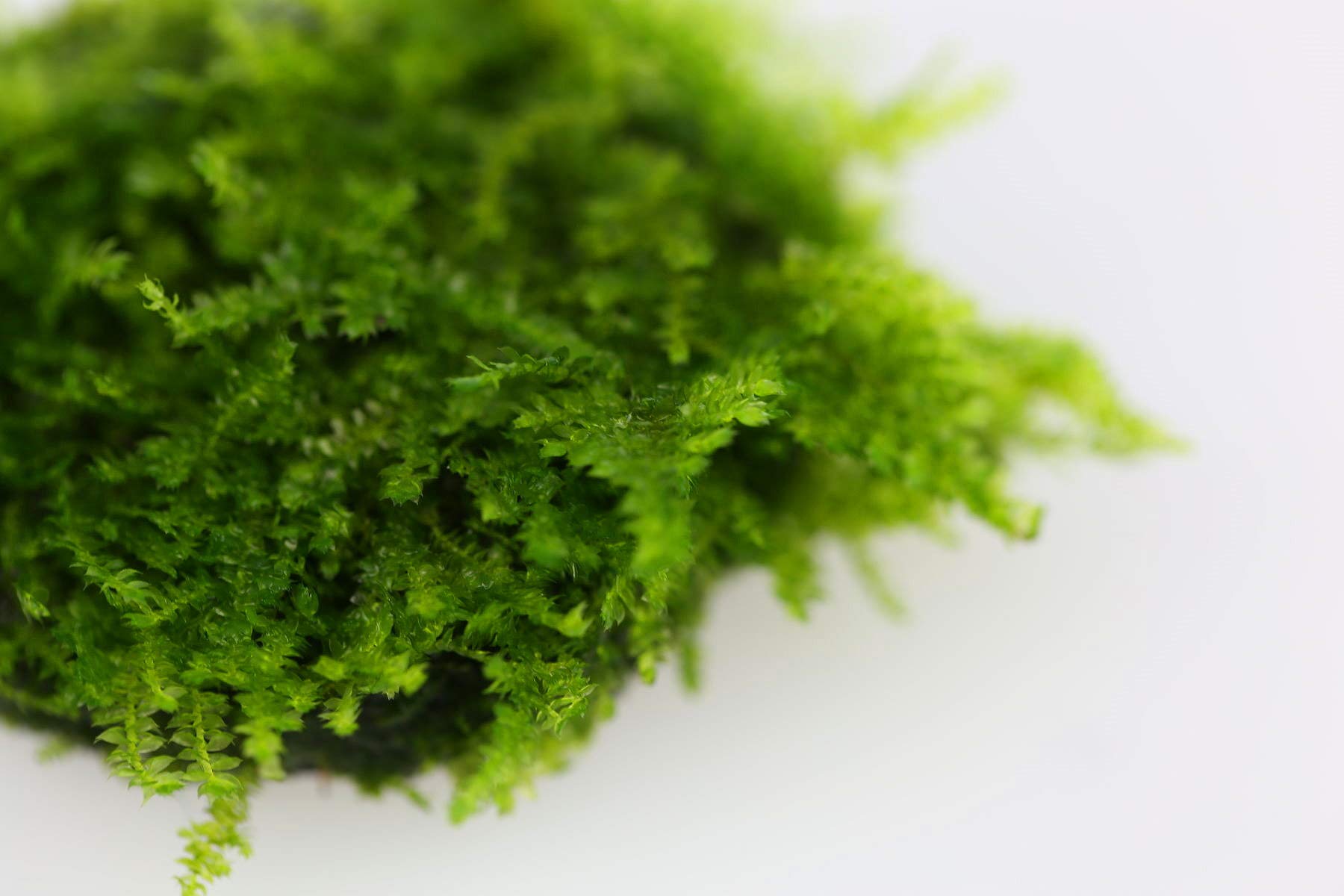 Buy Live Aquarium Plants Freshwater Java Moss Stone Pad1 Aquascaping