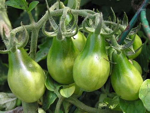 Miniatura 2 de Semillas Esmeralda Pera Tomate Verde Indeterminado No GMO Heirloom