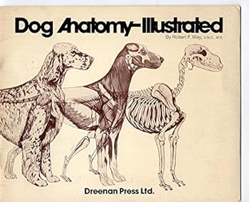 Paperback Dog Anatomy-Illustrated by Gaines Book