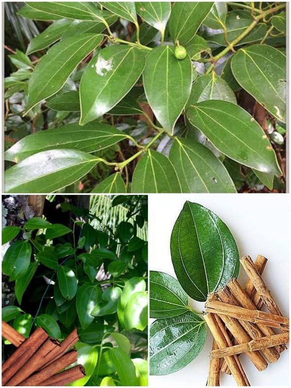 Dalchini Plant - True cinnamon tree, Cinnamon Bark Live Plant Ceylon cinnamon tree Spice Plant STAR PLANT