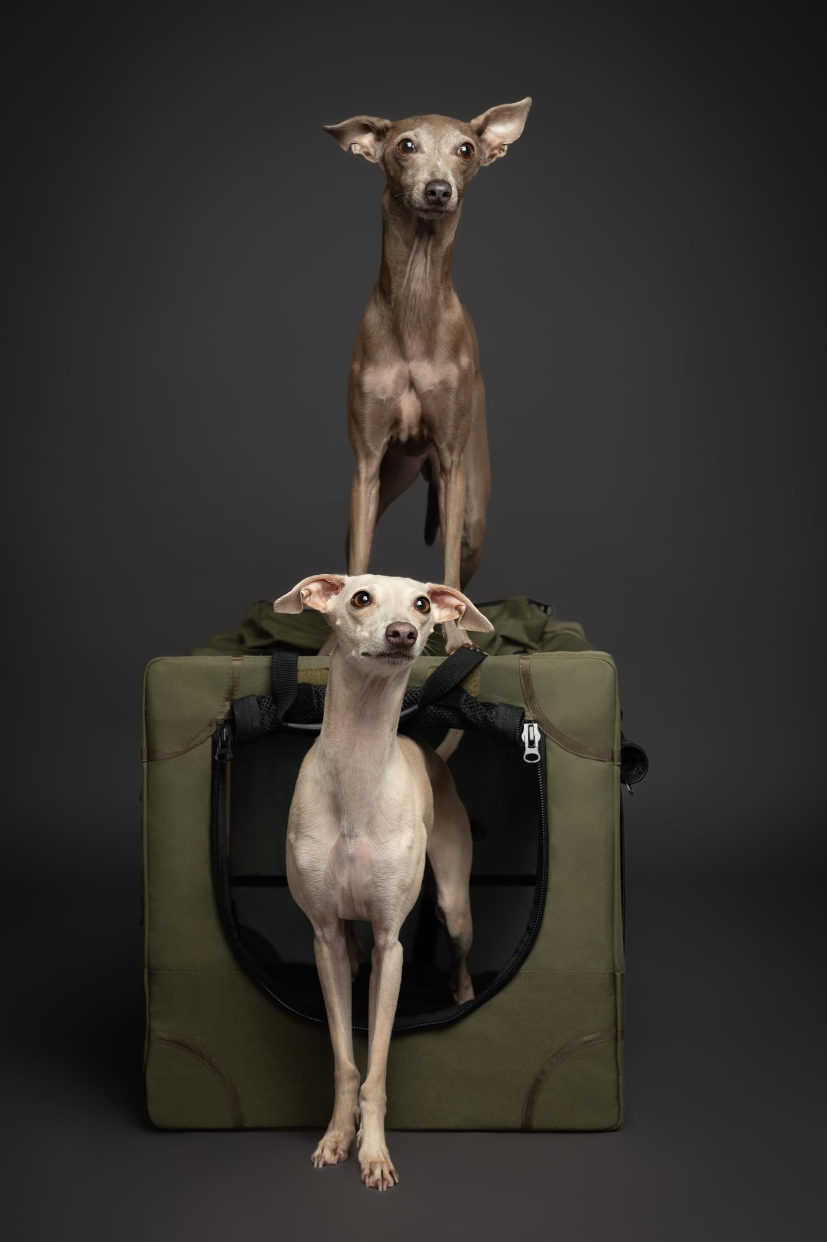 Noah & Paw Faltbare Hundebox 26 Zoll, kleine Hundebox für kleine bis mittelgroße Rassen, Transportbox fürs Auto, inklusive Hundematte, 2 Aufbewahrungstaschen, Tragetasche