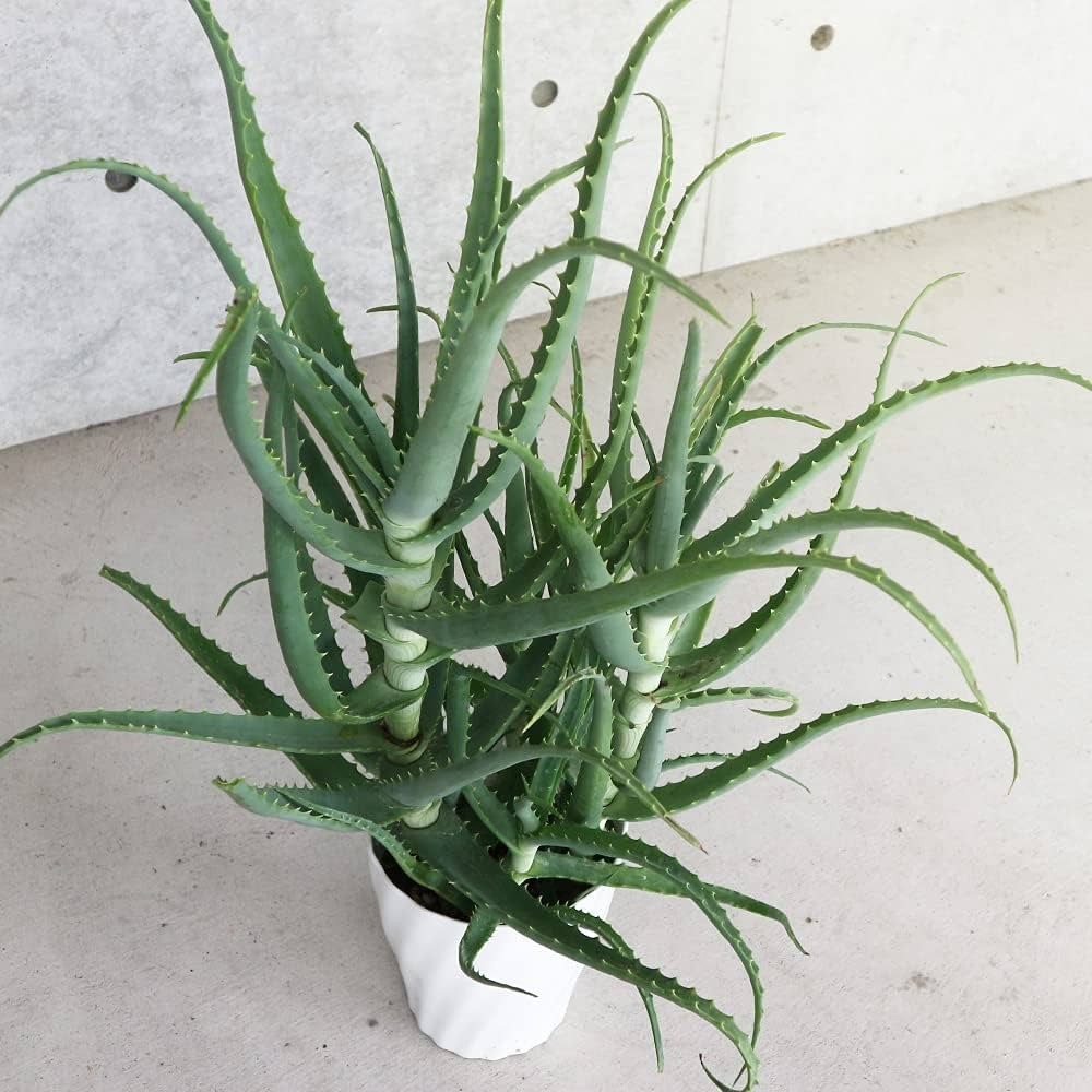 Amazon.co.jp: 木立アロエ6号鉢大苗【品種で選べるハーブ・多肉植物苗