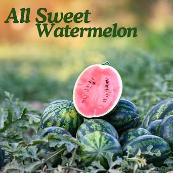 All Sweet Watermelon, Super Sweet & Juicy, Seedless, Refreshing Summer Fruit, High in Sugar Content, Nutrient-Rich, Ideal for Snacking, Smoothies, Fruit Salads, and Hydration on Hot Days. (1 Pound)