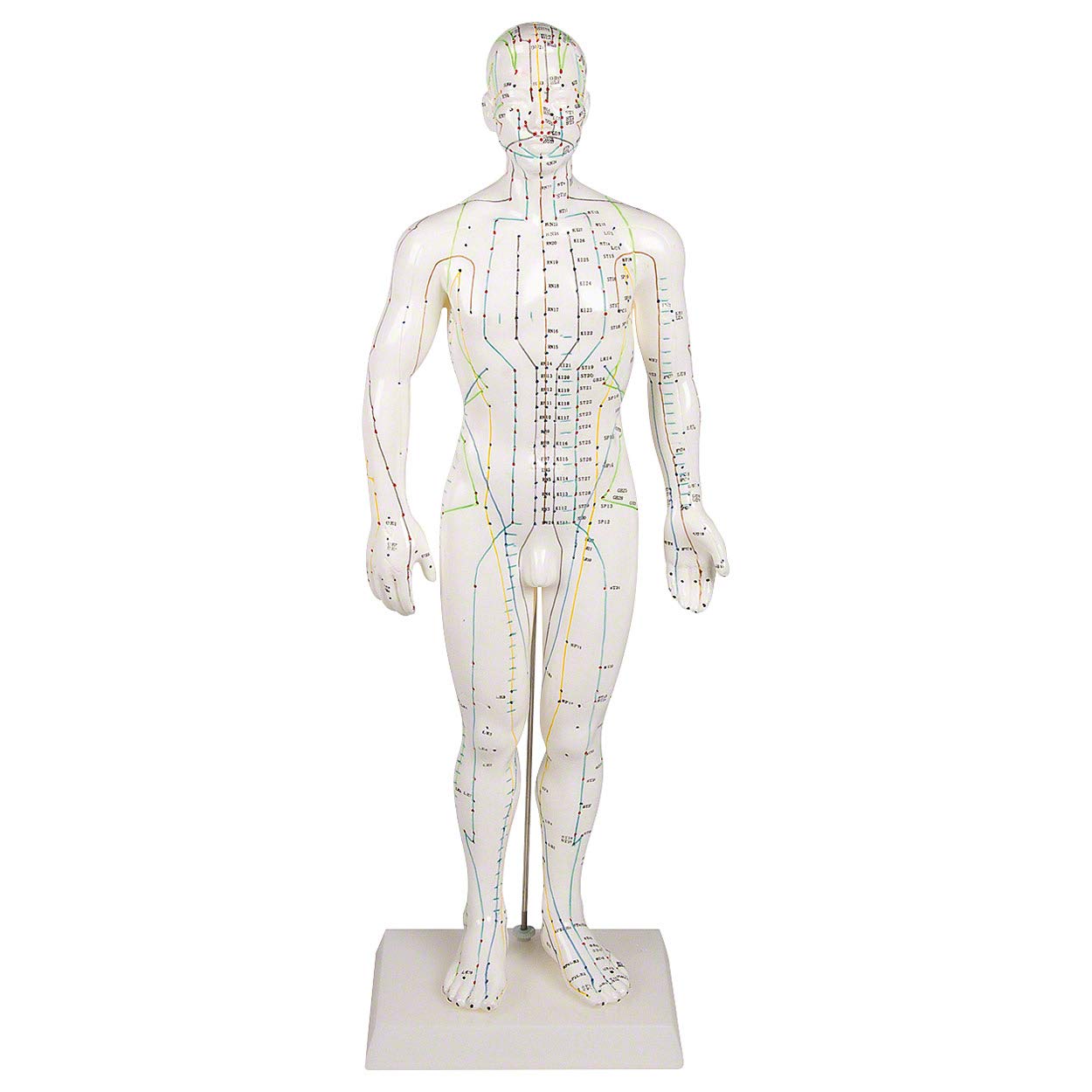 Sport-Tec Akupunkturfigur männlich, Anatomie Modell, Anatomische Lehrmittel, medizinische Lehrmittel, Medizin