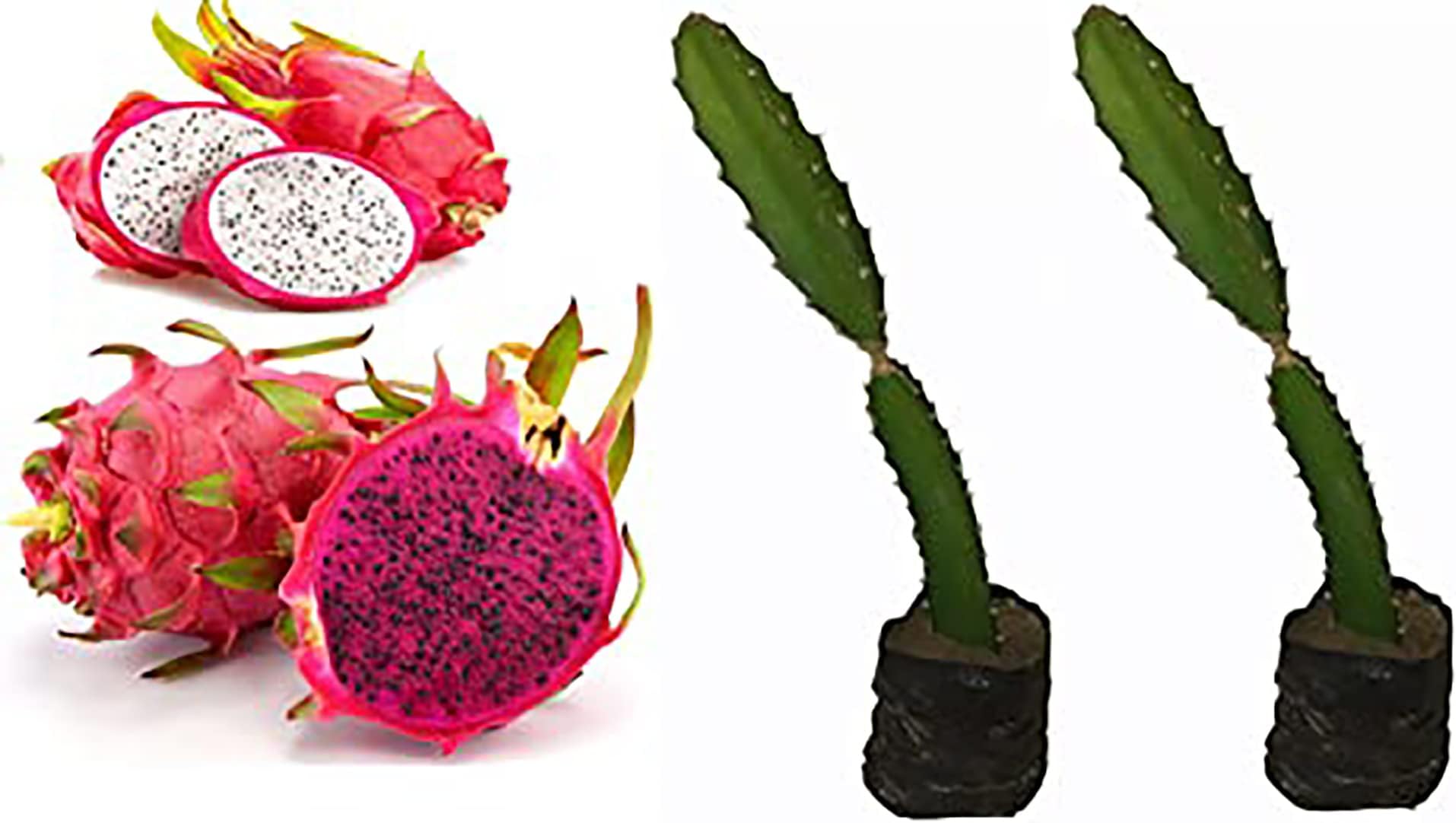 Corofitam Red Flash + White Flash Dragon Live Plant (Pack of 2)