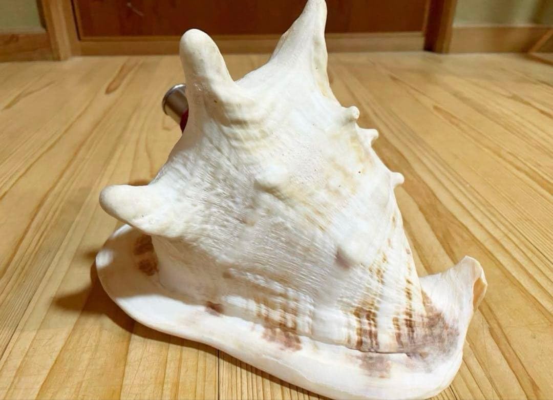 法螺貝　ホラガイ　ほら貝　トーカムリ貝笛 Amazon.co.jp: 法螺貝 ホラガイ ほら貝 トーカムリ貝笛 : おもちゃ