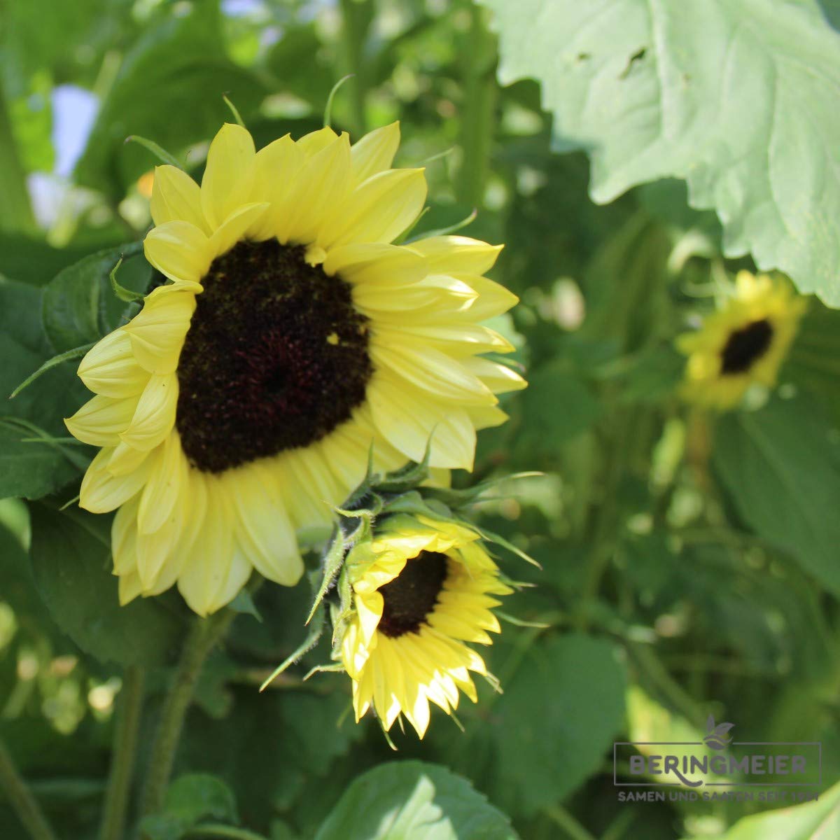 Sonnenblumen Samen Helianthus annuus Sorte Valentine (1000 Korn)