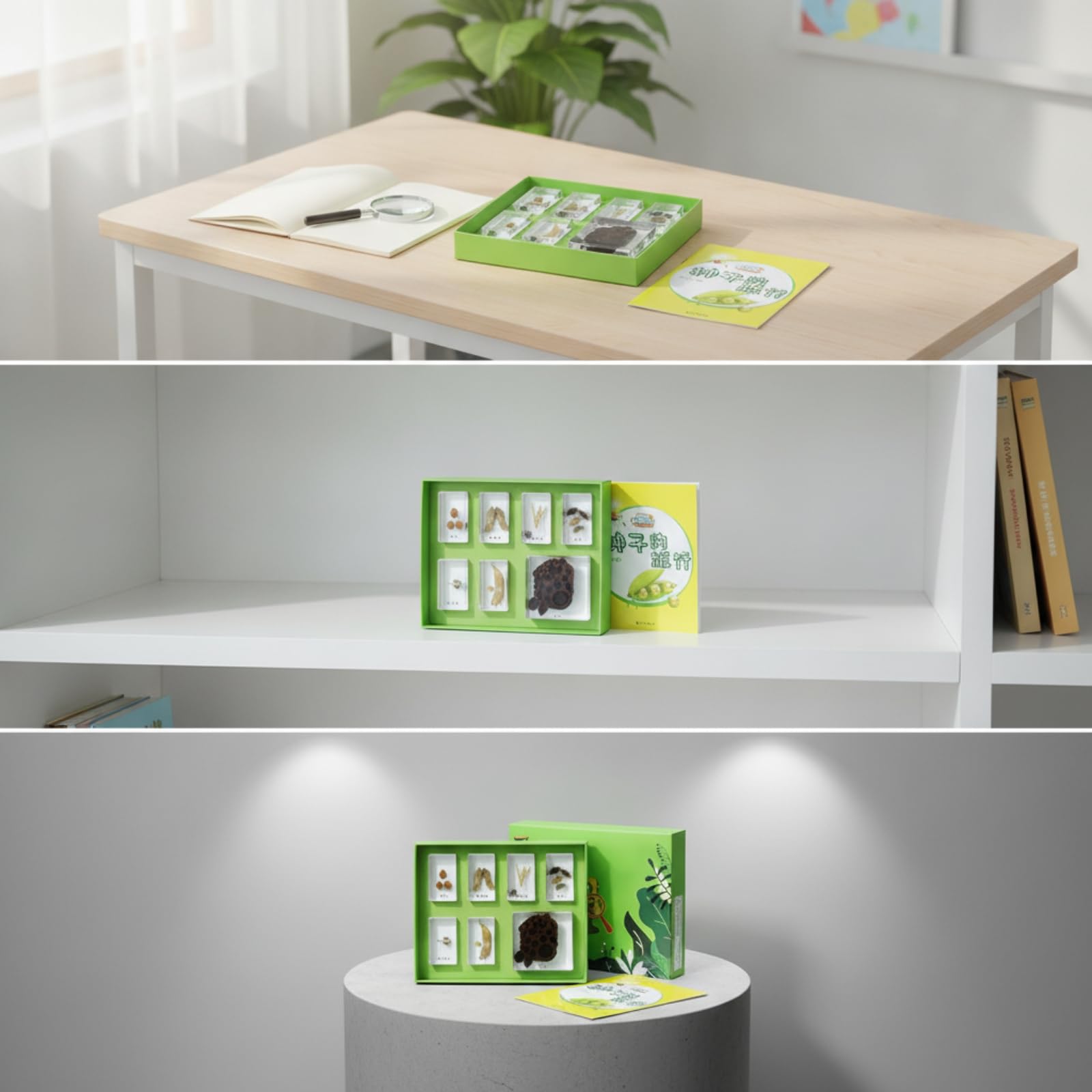 harayaa Kit de Ciencias para Niños Juego de Bloques de Resina Caja Clasificadora Tarjetas Educativas Diseño Que Facilita Observación Segura Adecuado para Aula, Array, Viaje De Semillas