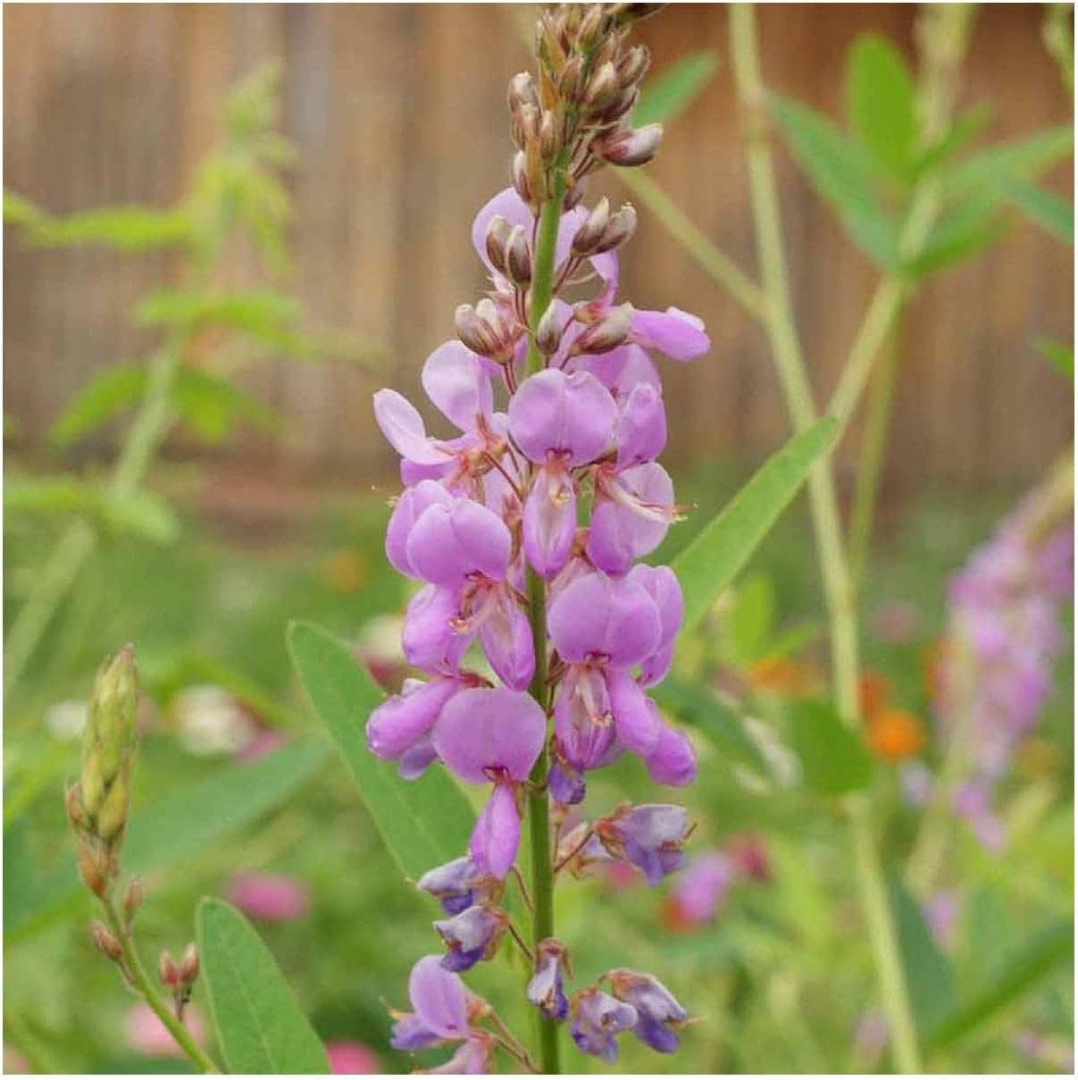 Everwilde Farms - 1/4 Lb Showy Tick Trefoil Native Wildflower Seeds - Gold Vault