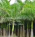 Roystonea Regia Royal Palm Seeds New Harvest Exotic Tropical Plant Gardening