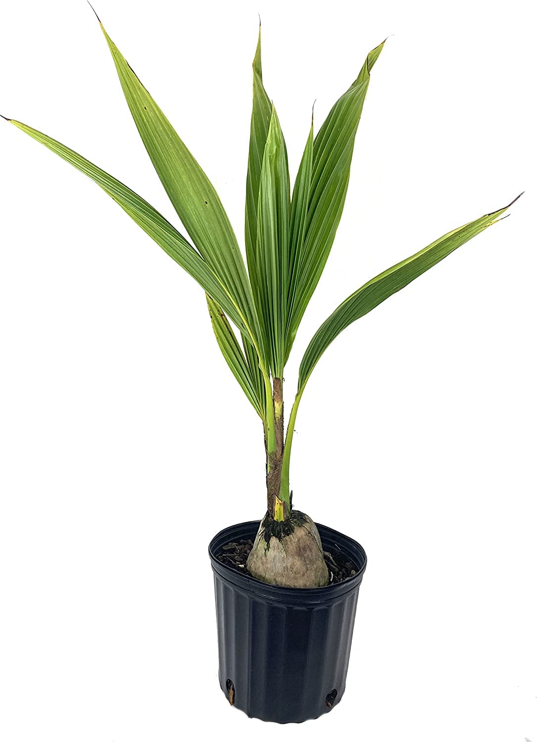 Amazon.com : Live Coconut Palm Tree 1 to 4 Feet Tall XL Sprouted Cocos  Nucifera Live Plant OK to Ship to California Green Dwarf Malayan : Patio,  Lawn & Garden