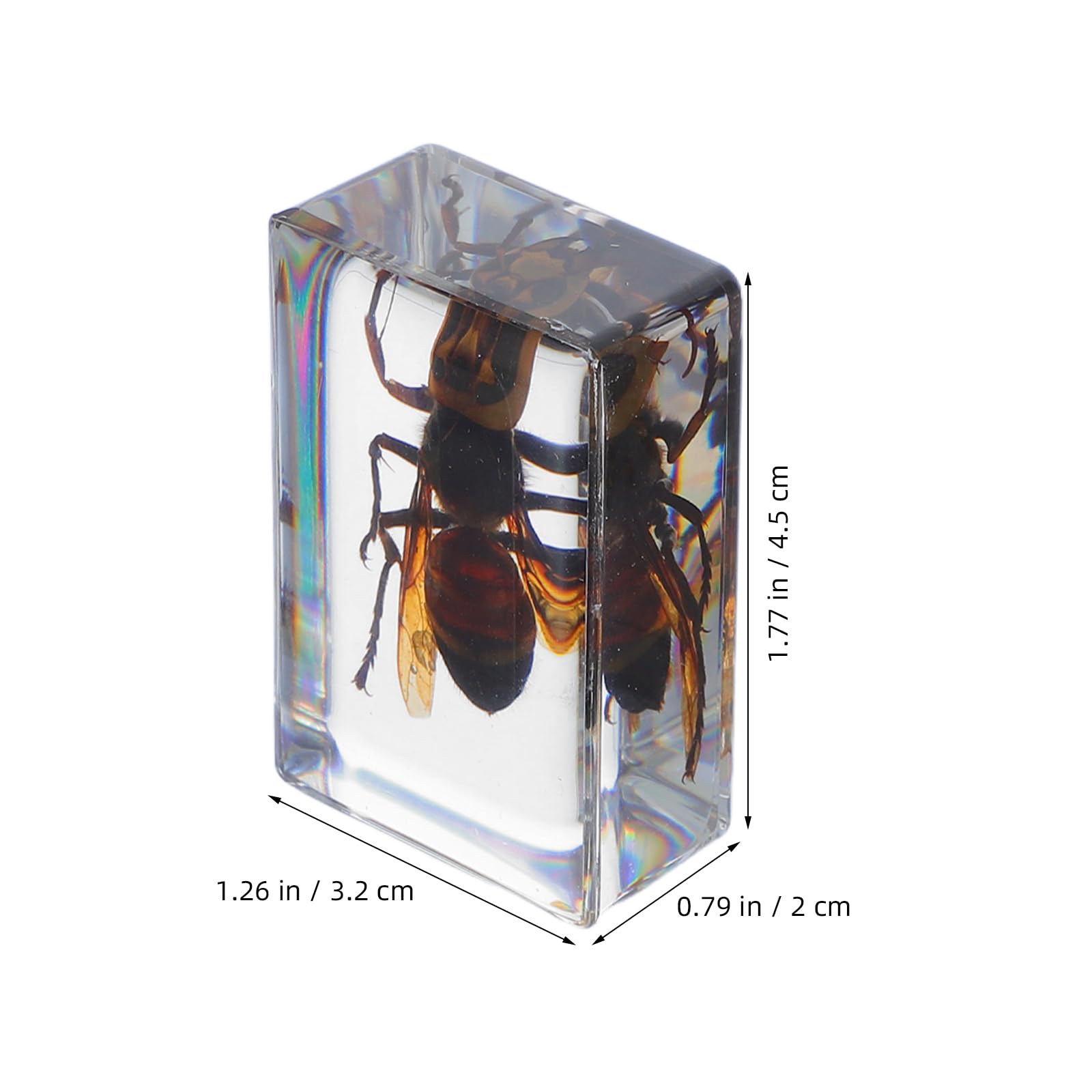 Mobestech Lot de 6 presse-papiers en résine - Insectes dans la résine - Collection d'échantillons de bureau - Conservés - Échantillons d'enseignement de la science pour les cours de biologie