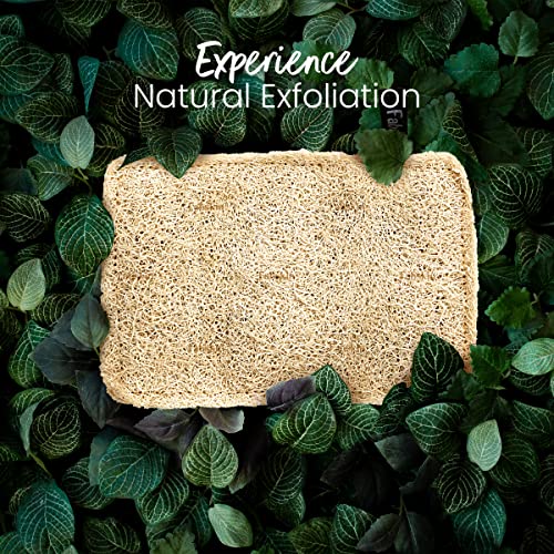 Image of Fabskin Natural Loofah Body Scrubber For Bathing For Men & Women I Body Sponge Scrubber for Bathing | Organic Luffa for Bath Shower Skin Exfoliation (Pack 4)
