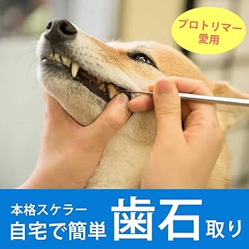 Amazon | [帝塚山ハウンドカム] 愛犬愛猫用 歯石取りペンチ