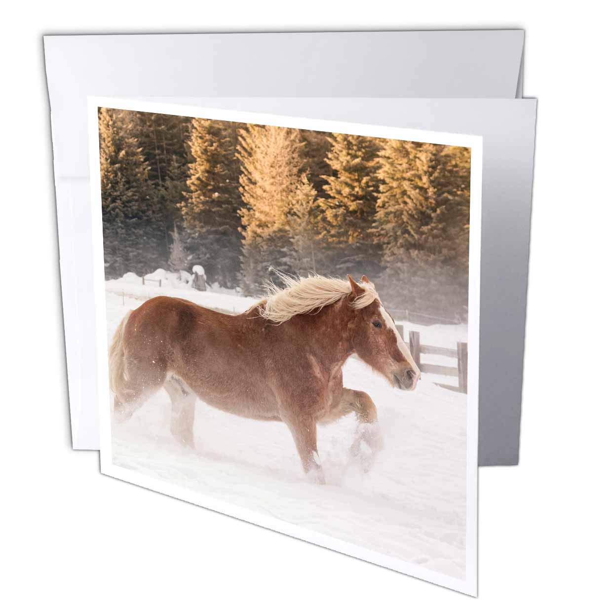 3dRose Danita Delimont - Horses - Belgian Horsein winter, Kalispell, Montana. Equus ferus caballus - 1 Greeting Card with envelope (gc_314913_5)