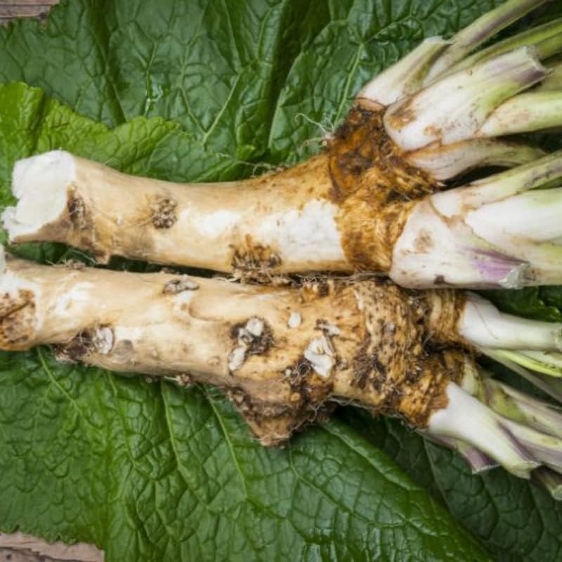 6 Horseradish Plants Live, Horseradish Roots for Planting